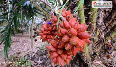 สวนสละสมโภชน์-สละสุมาลี